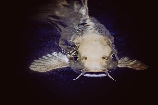Naik Ikan Lele Flathead Invasif ke Predator Apex di Pennsylvania