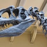 Bagaimana Dinosaurus Predator Bisa Berjalan dengan Dua Kaki?