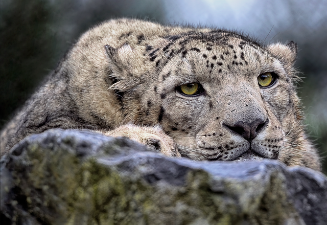 Anak Macan Bertaring Pedang Membeku di Siberia, Bulunya Masih Utuh