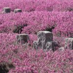 Erika Carlina Perbolehkan DJ Bravy Bertemu Anak Usai Putus