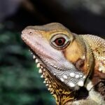 Australia Open 2025: Hasil Pebulutangkis RI Hari Ini, Jojo Belum Main