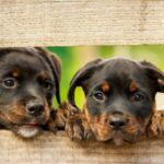 Apa Itu Affinity? Aplikasi Desain Gratis Bikin Photoshop Ketar-ketir