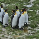 Morgan Stanley Prediksi Harga Emas Bakal Tembus Segini – CNBC Indonesia