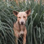 Ekowisata Ekidna Kampung Klalik, Inisiatif Warga Lestarikan Satwa Terancam Punah Papua