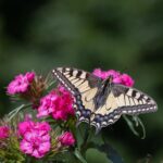 Intip Foto Langka Komet 3I/ATLAS: Punya Ekor 56.000 Km, Ternyata Berasal dari Bintang Lain