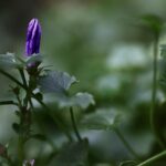 IHSG Awal 2026 Diprediksi Bullish, Cek Analisa Saham PTRO-HRUM – IDX Channel